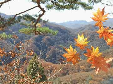 非你莫属，最新老板名单全景概览